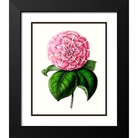 Grand Blooms VI Black Modern Wood Framed Art Print with Double Matting by Unknown