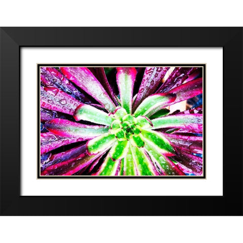 Bright Exotic I Black Modern Wood Framed Art Print with Double Matting by Orlov, Irena