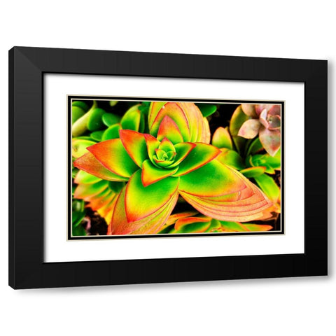 Bright Exotic II Black Modern Wood Framed Art Print with Double Matting by Orlov, Irena
