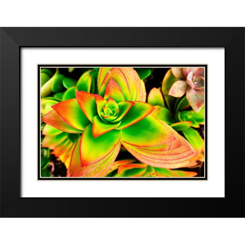Bright Exotic II Black Modern Wood Framed Art Print with Double Matting by Orlov, Irena