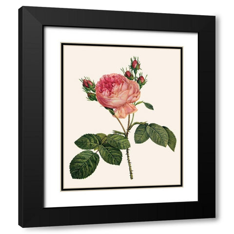 Redoutes Rose I Black Modern Wood Framed Art Print with Double Matting by Redoute, Pierre