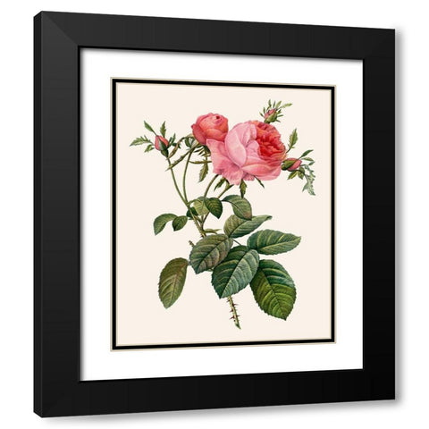 Redoutes Rose II Black Modern Wood Framed Art Print with Double Matting by Redoute, Pierre