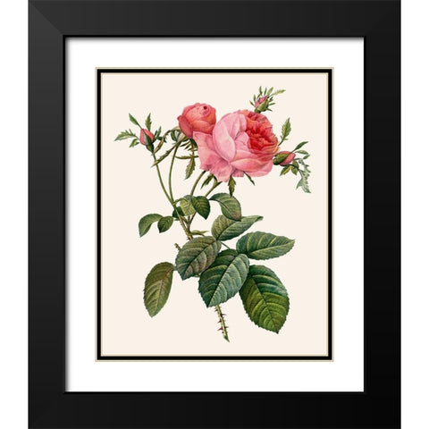 Redoutes Rose II Black Modern Wood Framed Art Print with Double Matting by Redoute, Pierre