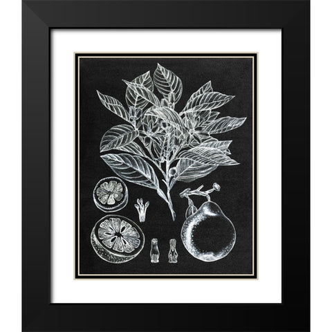 Citrus Botanical Study I Black Modern Wood Framed Art Print with Double Matting by Wang, Melissa