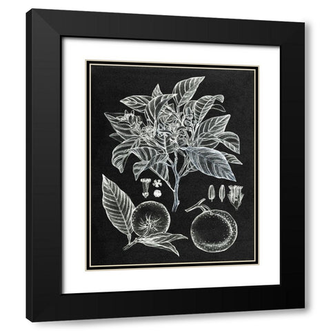 Citrus Botanical Study II Black Modern Wood Framed Art Print with Double Matting by Wang, Melissa