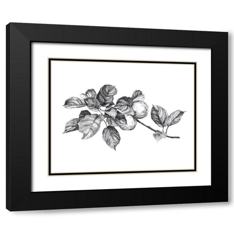 Apple Etching I Black Modern Wood Framed Art Print with Double Matting by Scarvey, Emma