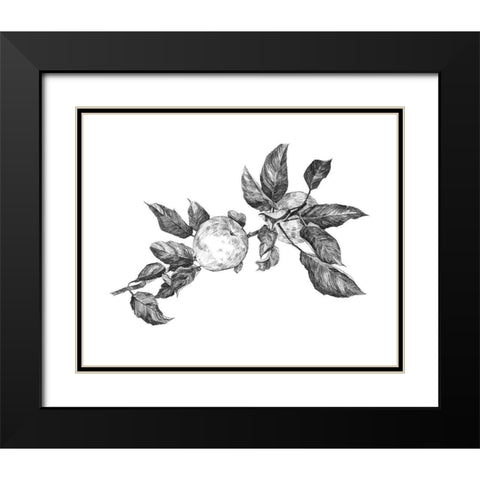 Apple Etching II Black Modern Wood Framed Art Print with Double Matting by Scarvey, Emma