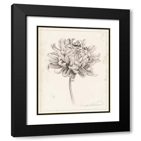 Graphite Chrysanthemum Study I Black Modern Wood Framed Art Print with Double Matting by Popp, Grace