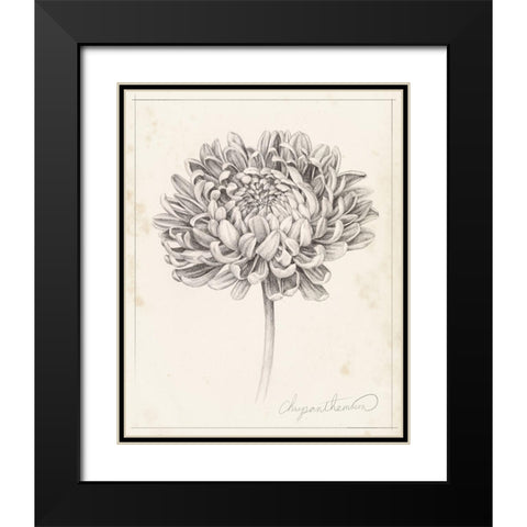 Graphite Chrysanthemum Study II Black Modern Wood Framed Art Print with Double Matting by Popp, Grace