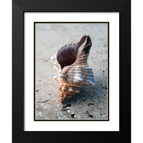 Gifts of the Shore II Black Modern Wood Framed Art Print with Double Matting by Ray, Elena