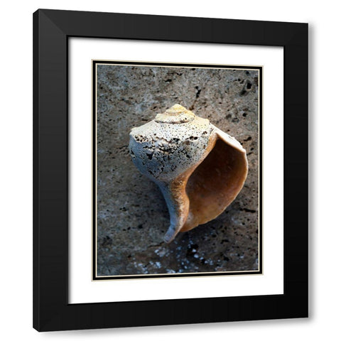 Gifts of the Shore V Black Modern Wood Framed Art Print with Double Matting by Ray, Elena
