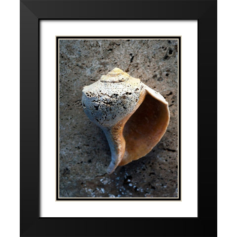 Gifts of the Shore V Black Modern Wood Framed Art Print with Double Matting by Ray, Elena