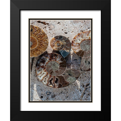 Gifts of the Shore XI Black Modern Wood Framed Art Print with Double Matting by Ray, Elena