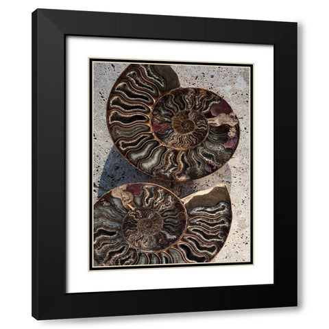 Gifts of the Shore XIII Black Modern Wood Framed Art Print with Double Matting by Ray, Elena
