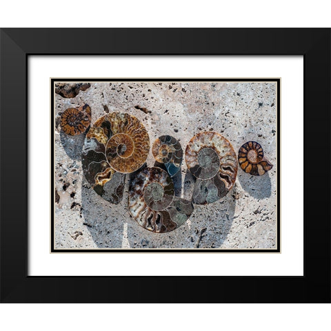 Gifts of the Shore XIV Black Modern Wood Framed Art Print with Double Matting by Ray, Elena