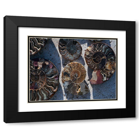 Gifts of the Shore XV Black Modern Wood Framed Art Print with Double Matting by Ray, Elena