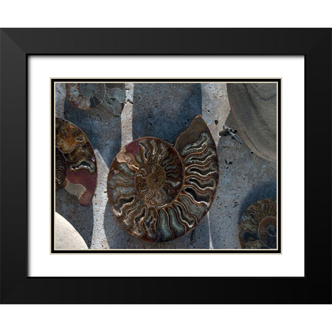 Gifts of the Shore XVI Black Modern Wood Framed Art Print with Double Matting by Ray, Elena