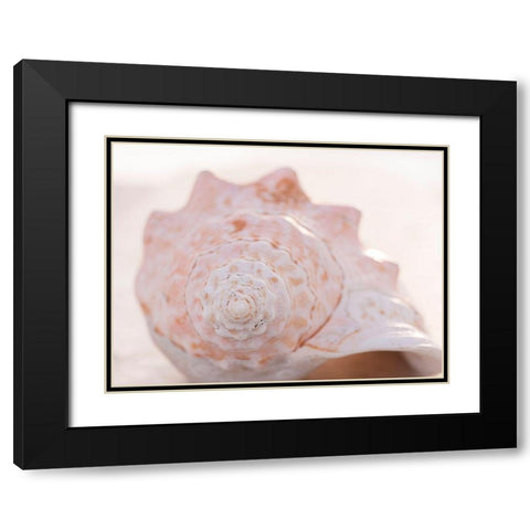 Shell Portrait I Black Modern Wood Framed Art Print with Double Matting by Ray, Elena