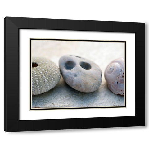 Shell Portrait IV Black Modern Wood Framed Art Print with Double Matting by Ray, Elena