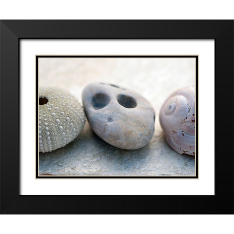 Shell Portrait IV Black Modern Wood Framed Art Print with Double Matting by Ray, Elena