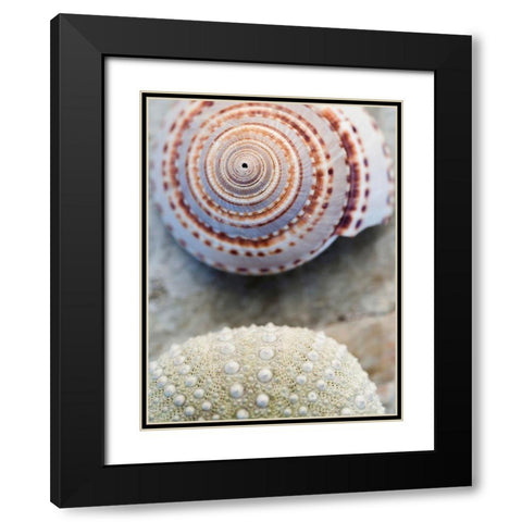Shell Portrait VIII Black Modern Wood Framed Art Print with Double Matting by Ray, Elena
