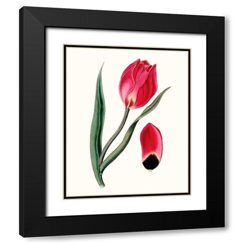 Roseate Blooms II Black Modern Wood Framed Art Print with Double Matting by Vision Studio