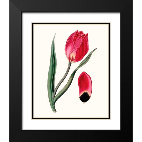 Roseate Blooms II Black Modern Wood Framed Art Print with Double Matting by Vision Studio