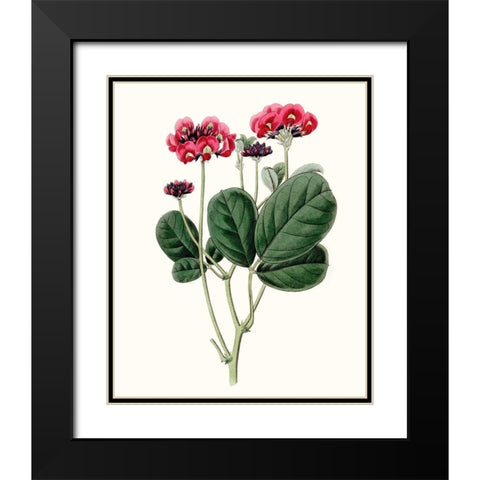Roseate Blooms III Black Modern Wood Framed Art Print with Double Matting by Vision Studio
