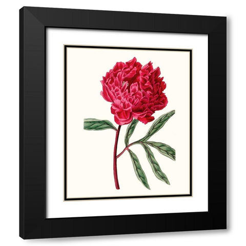 Roseate Blooms IV Black Modern Wood Framed Art Print with Double Matting by Vision Studio