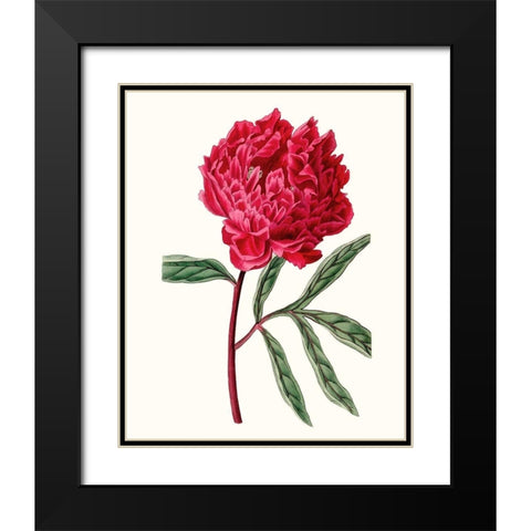 Roseate Blooms IV Black Modern Wood Framed Art Print with Double Matting by Vision Studio