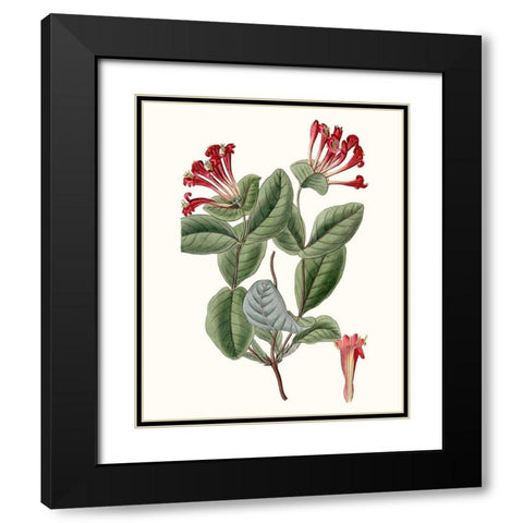 Roseate Blooms V Black Modern Wood Framed Art Print with Double Matting by Vision Studio