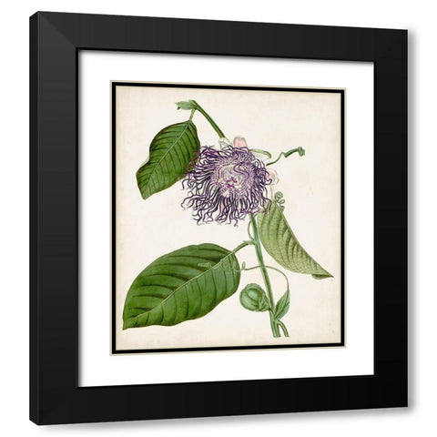 Vintage Passionflower I Black Modern Wood Framed Art Print with Double Matting by Vision Studio