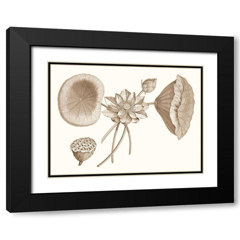 Sepia Water Lily I Black Modern Wood Framed Art Print with Double Matting by Vision Studio