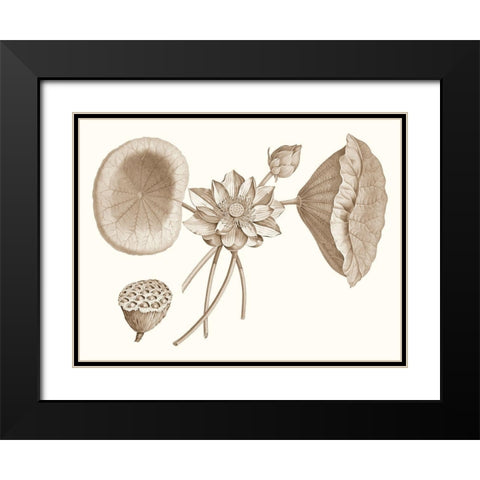 Sepia Water Lily I Black Modern Wood Framed Art Print with Double Matting by Vision Studio