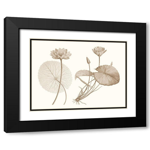 Sepia Water Lily II Black Modern Wood Framed Art Print with Double Matting by Vision Studio