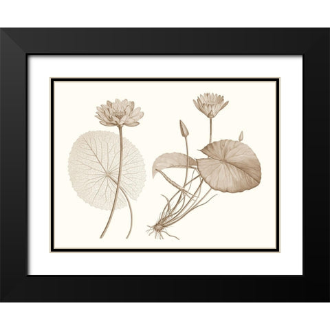 Sepia Water Lily II Black Modern Wood Framed Art Print with Double Matting by Vision Studio
