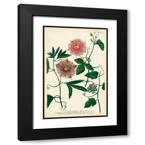 Antique Passion Flower I Black Modern Wood Framed Art Print with Double Matting by Weinmann