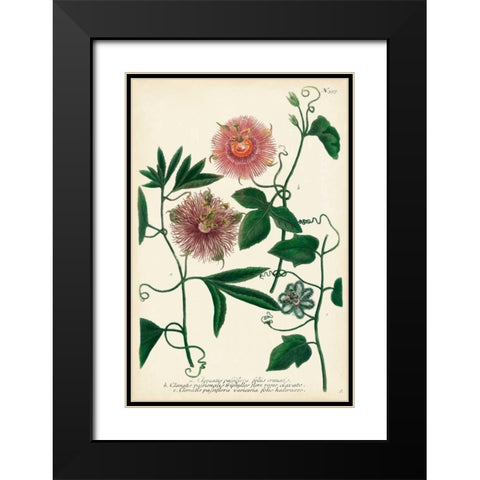 Antique Passion Flower I Black Modern Wood Framed Art Print with Double Matting by Weinmann