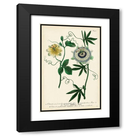 Antique Passion Flower II Black Modern Wood Framed Art Print with Double Matting by Weinmann