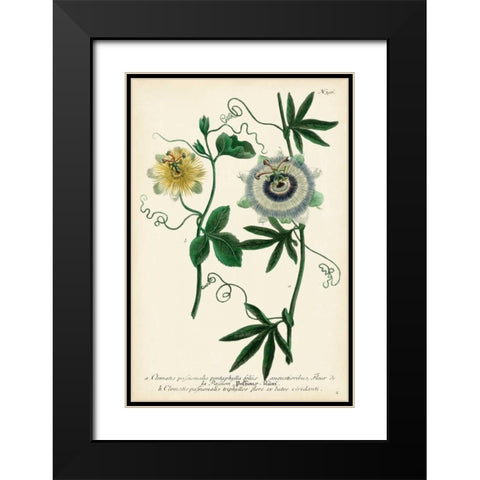 Antique Passion Flower II Black Modern Wood Framed Art Print with Double Matting by Weinmann