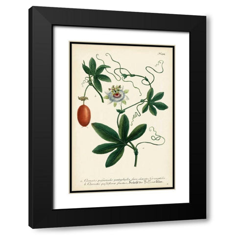 Antique Passion Flower III Black Modern Wood Framed Art Print with Double Matting by Weinmann