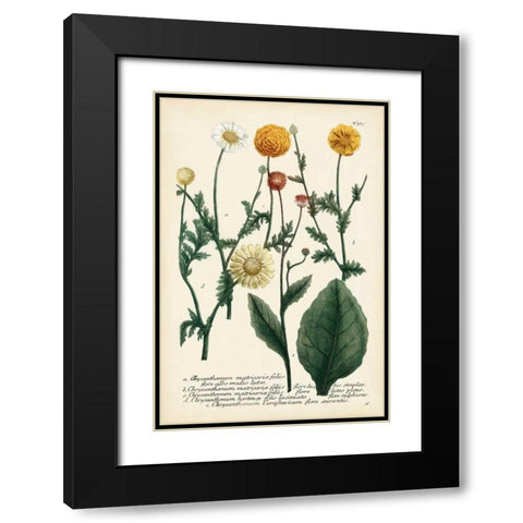 Saffron Garden II Black Modern Wood Framed Art Print with Double Matting by Weinmann