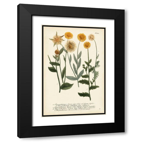 Saffron Garden III Black Modern Wood Framed Art Print with Double Matting by Weinmann