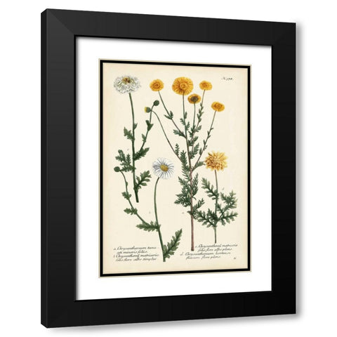 Saffron Garden IV Black Modern Wood Framed Art Print with Double Matting by Weinmann