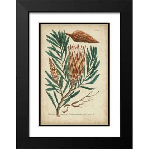 Weinmann Foliage and Fruit III Black Modern Wood Framed Art Print with Double Matting by Weinmann