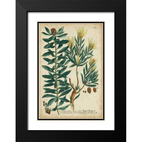 Weinmann Foliage and Fruit IV Black Modern Wood Framed Art Print with Double Matting by Weinmann