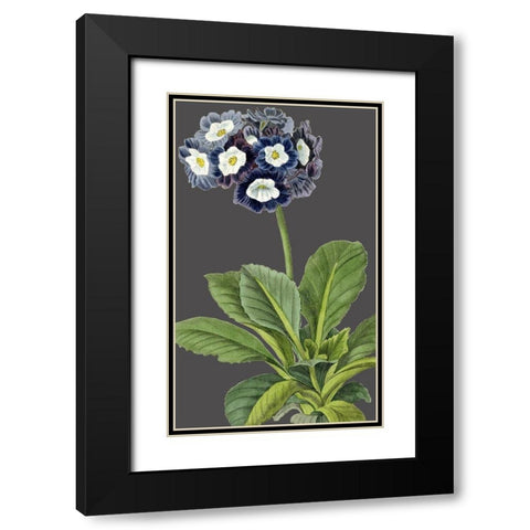 30x18 Midnight Garden Varieties IV (ASH) Black Modern Wood Framed Art Print with Double Matting by Vision Studio