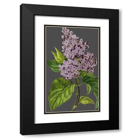 30x18 Midnight Garden Varieties V (ASH) Black Modern Wood Framed Art Print with Double Matting by Vision Studio