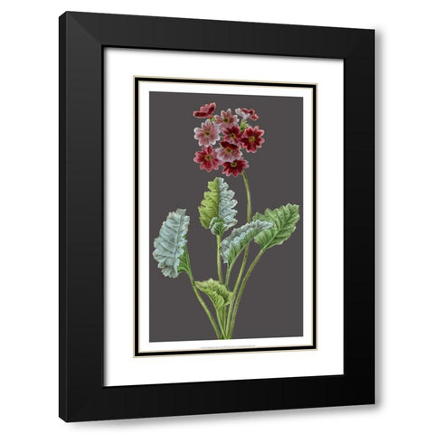 Midnight Garden Varieties VI Black Modern Wood Framed Art Print with Double Matting by Vision Studio