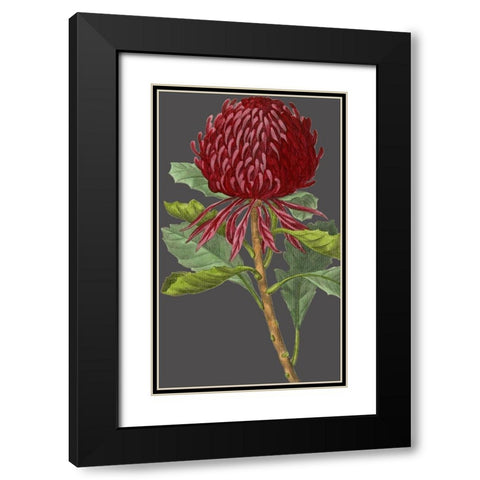 30x18 Midnight Garden Varieties VIII (ASH) Black Modern Wood Framed Art Print with Double Matting by Vision Studio